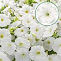 Bild von Petunia P12 FF White